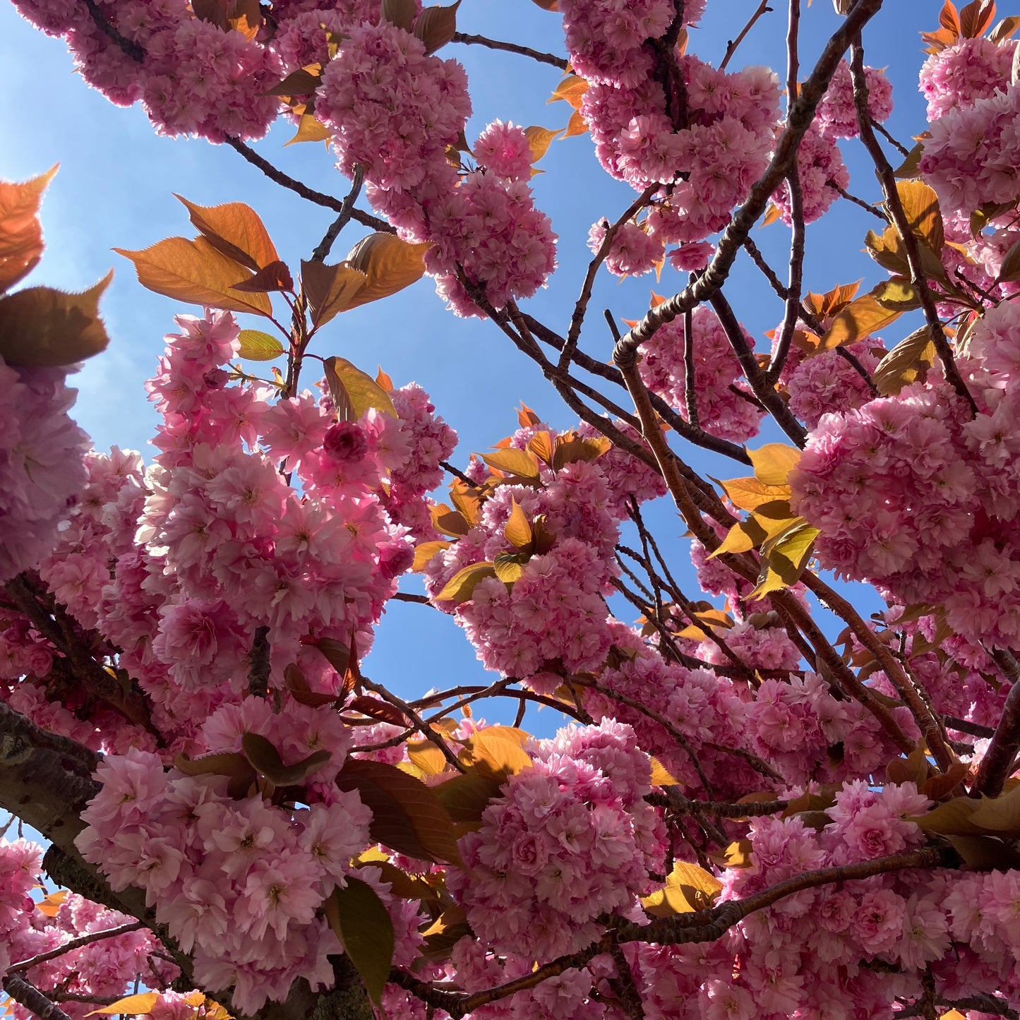 pink blossom against a blue sky